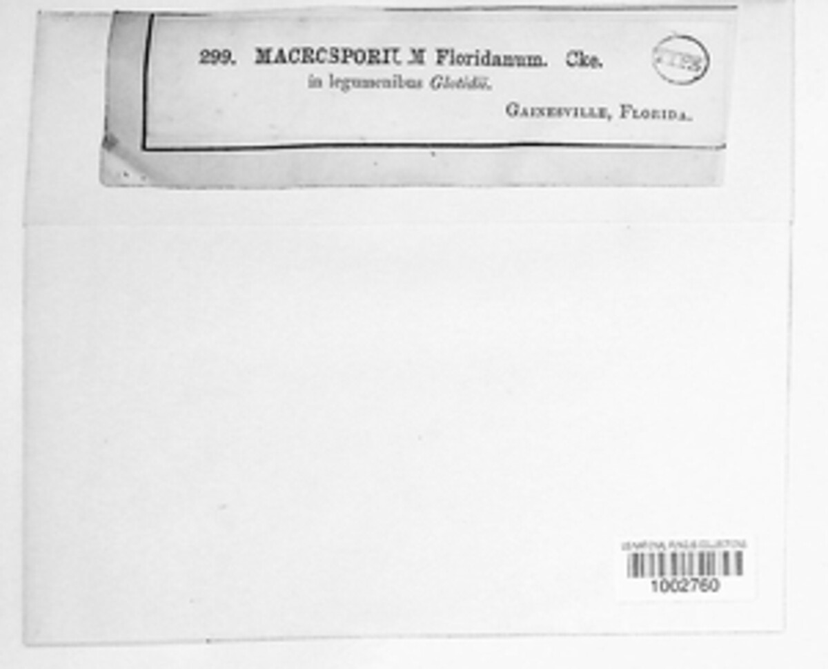 Macrosporium floridanum image